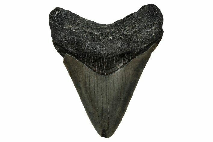 Serrated, Juvenile Megalodon Tooth - North Carolina #351200